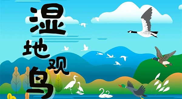 【独立观鸟一日营】走进白马湖湿地，一路来探寻鸟儿的奥秘